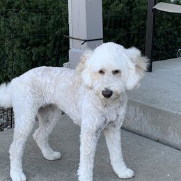 Greta - Goldendoodle