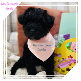 Goldendoodle Puppies from Thompson Creek Doodles