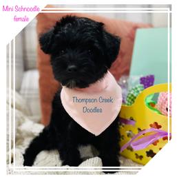 Goldendoodle Puppies from Thompson Creek Doodles