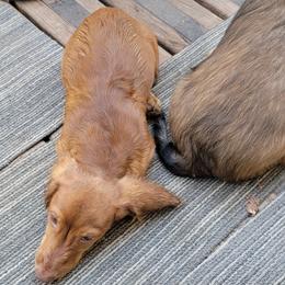 Dachshund Puppies from CLARK'S BREEDING PROGRAM
