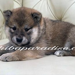 Kaya - Red female Shiba Inu puppy in Tualatin, Oregon from Shiba Paradise