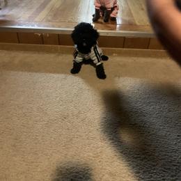 Cavapoo All Grown Up from K & T Cavapoo