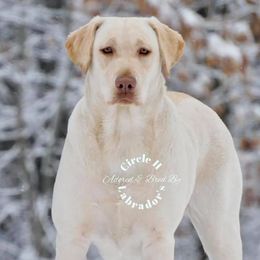Dallas  - Labrador Retriever