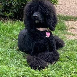 Goldendoodle and Poodle All Grown Up from Rainbow Poodles and Doodles of Oklahoma