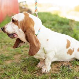 Loki - Basset Hound