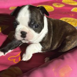 Black brindle girl - Black brindle and white female Boston Terrier puppy in Madera Acres, California from Muggin Bostons Terriers and Mini Dachshund