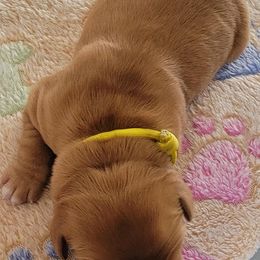 Yellow - Dark golden male Golden Retriever puppy in Bellevue, Michigan from Double D Ranch Golden Retrievers LLC