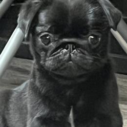 Pugs from Prices Pugs