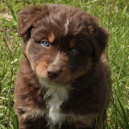 Cadbury - Red tri-color Australian Shepherd puppy in Kidder, Missouri from Sheep Creek Aussies