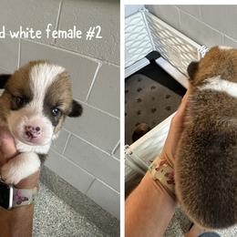 Red and white girl 2 - Red female Pembroke Welsh Corgi puppy in Ocala, Florida from Rivermont Farm
