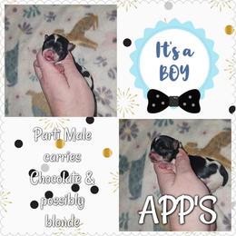 Parti boy - Parti male Yorkshire Terrier puppy in Wartburg, Tennessee from Amanda's Precious Pups