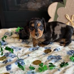 Rooster - Dapple male Dachshund puppy in Morristown, Tennessee from Hillside Hounds