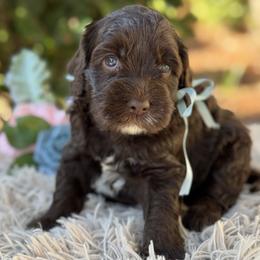 Hilo - Chocolate male Australian Labradoodle puppy in Elk Grove, California from Sacto Labradoodles