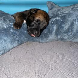 Belgian Malinois and German Shepherd Puppies from Madhouse’s Belgian Malinois and German Shepherds
