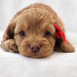 Cavapoo and Cockapoo Puppies from The Barkery