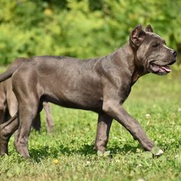 Dakota - Gray male Cane Corso puppy in Chestertown, Maryland from Willow Creek Cane Corsos