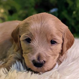Goldendoodles from Park City Goldendoodles