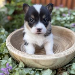 Jun Eros - Black and tan female Pembroke Welsh Corgi puppy in Olathe, Colorado from Rocking LJ Breeding