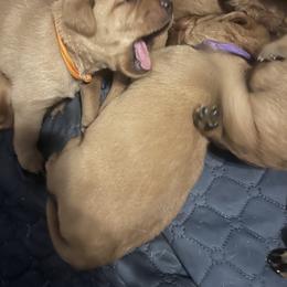Labrador Retriever Puppies from Lake Crystal Farms Labradors