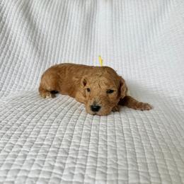 Lemonade - Apricot female Goldendoodle puppy in Montgomery, Texas from Dacus Doodles