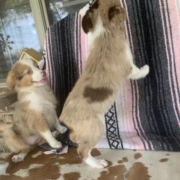 Miniature Australian Shepherd Puppies from Texas Miniature Aussies
