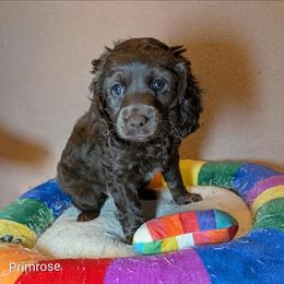 Primrose - Brown female Cockapoo puppy in Sunset, Louisiana from Cano Cockapoos