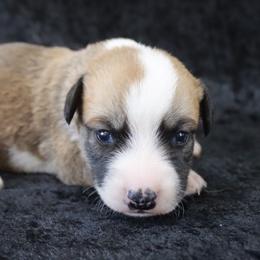 Kelly - Red and white male Cardigan Welsh Corgi puppy in Livermore, Colorado from Rowe Family