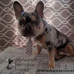 Yodi Potato - French Bulldog