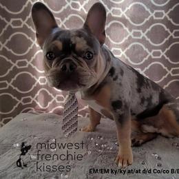Yodi Potato - French Bulldog