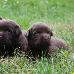 Labrador Retriever Puppies from Hidden Pond Kennel
