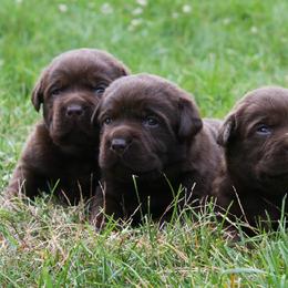 Labrador Retriever Puppies from Hidden Pond Kennel