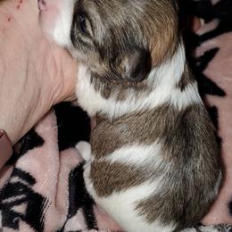 Girl 2 - Chocolate brindled fawn female Chihuahua puppy in Oklahoma City, Oklahoma from Teacup Chihuahuas and Friends