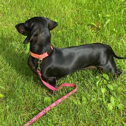 Mimi - Dachshund