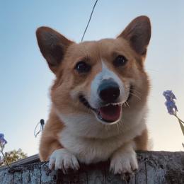 Shortcakes - Pembroke Welsh Corgi