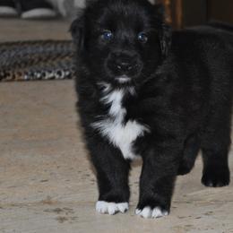Spruce - Black & white male Australian Shepherd puppy in Stephenville, Texas from Rockin B Australian Shepherds