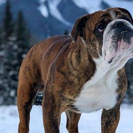 Bulldogs from Micki Jablonski