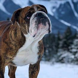 Bulldogs from Micki Jablonski