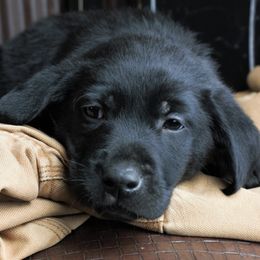 Labrador Retrievers from Okie Shed Dogs LLC