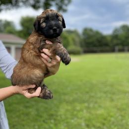 Soft Coated Wheaten Terrier Puppies from Warzalas wheatens