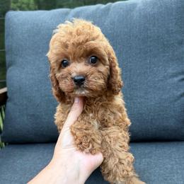 Duke - Red male Cavapoo puppy in Midland, North Carolina from Rocky River Cavapoos