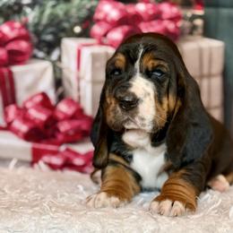 Blitzen AVAILABLE - Black white and brown male Basset Hound puppy in Hillsboro, West Virginia from Bear Foot Bassets Of West Virginia