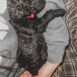 Poodle Puppies from Huckleberry Standard Poodles