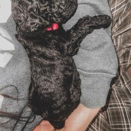 Poodle Puppies from Huckleberry Standard Poodles