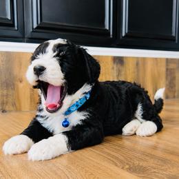 Puppy 7 - Black and white male Aussiedoodle puppy in Albertville, Alabama from Home Sweet Home Doodles LLC