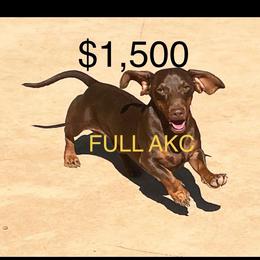 FULL AKC Teddy - Chocolate and tan male Dachshund puppy in Acton, California from DTR