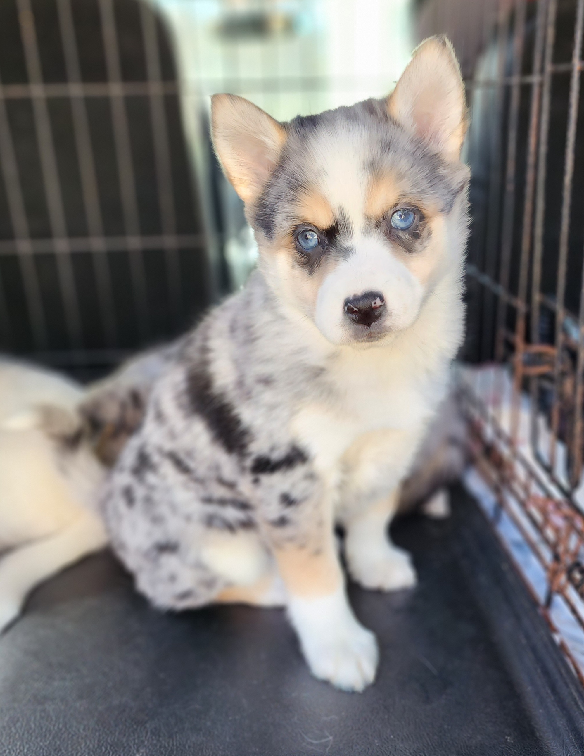 Girl 3 - Pomsky puppy in Elkton, Maryland from Pomsky Palace llc