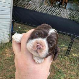 Green - Brown and white male Cocker Spaniel puppy in Soddy Daisy, Tennessee from Kaleidoscopic Creations