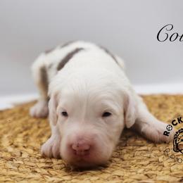 Colin Bridgerton - Blue merle and white male Sheepadoodle puppy in Edmond, Oklahoma from Rock N Roll Doodles