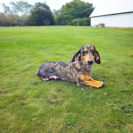 Dixie - Dachshund