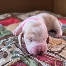 Shawn's puppy - Red and white female Basset Hound puppy in Hood River, Oregon from The Walls Hounds With Heart